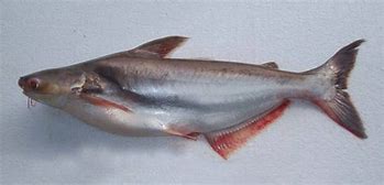 Gambar Ikan Patin Besar